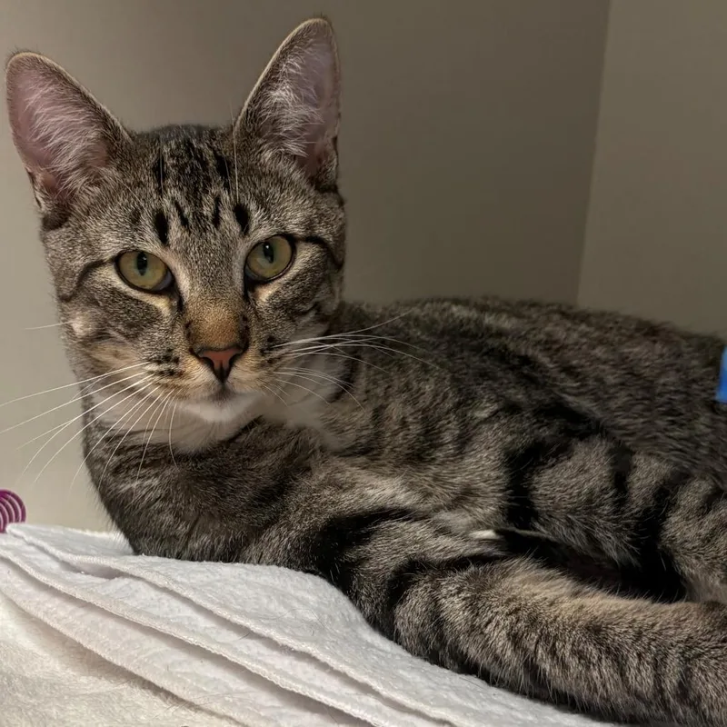 A young large-sized male Brown / Chocolate Domestic Short Hair cat named Pine Cone for adoption in East Hanover, NJ