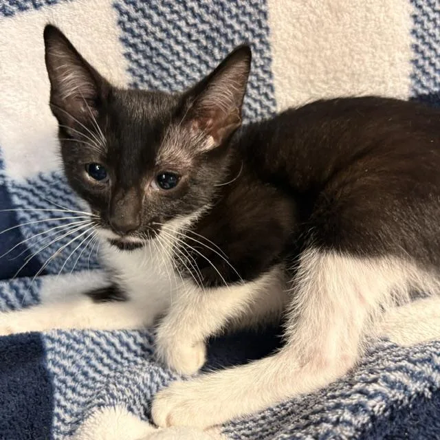 A young medium-sized male Black & White / Tuxedo Tuxedo cat named Garrett for adoption in Porter, TX