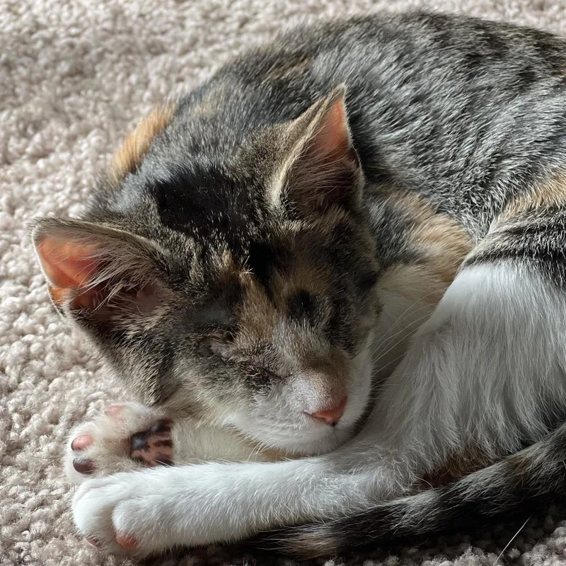 A baby small-sized female Domestic Short Hair cat named Bronzer for adoption in York, PA