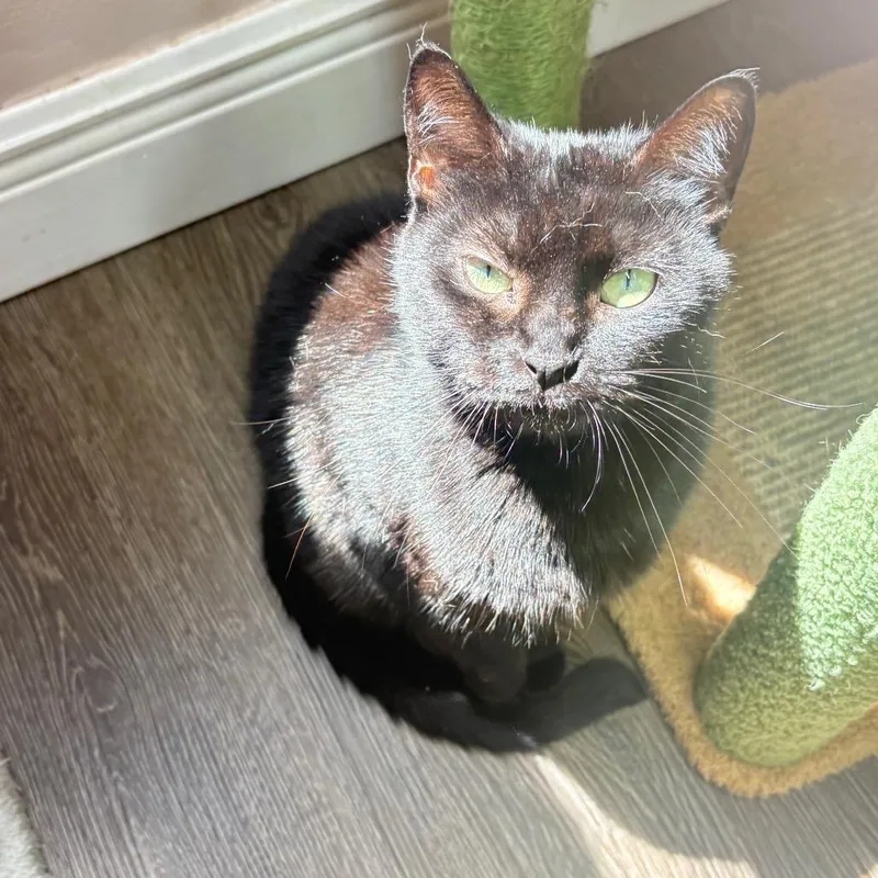 An adult medium-sized female Domestic Short Hair cat named Catniss for adoption in Lauderhill, FL