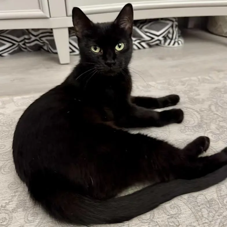 Catniss thumbnail 2