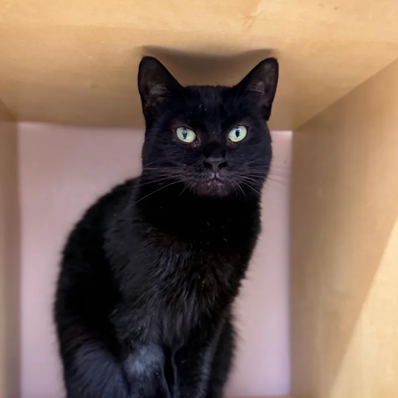 Catniss thumbnail 3