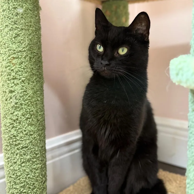 Catniss thumbnail 4