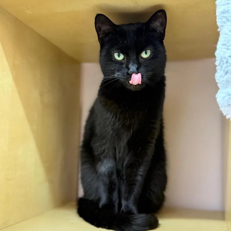 Catniss thumbnail 5