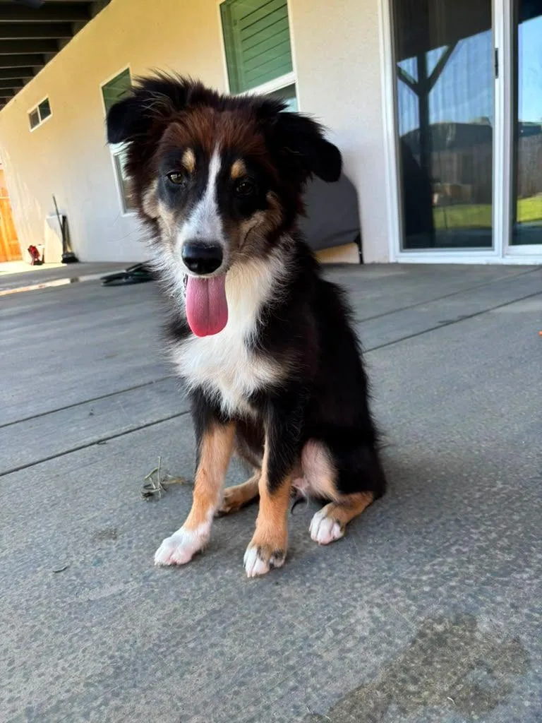 Nala