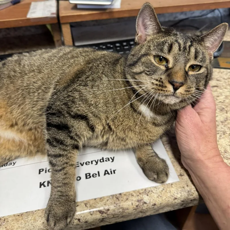 A senior large-sized female Brown / Chocolate Domestic Short Hair cat named Nyla for adoption in Abingdon, MD