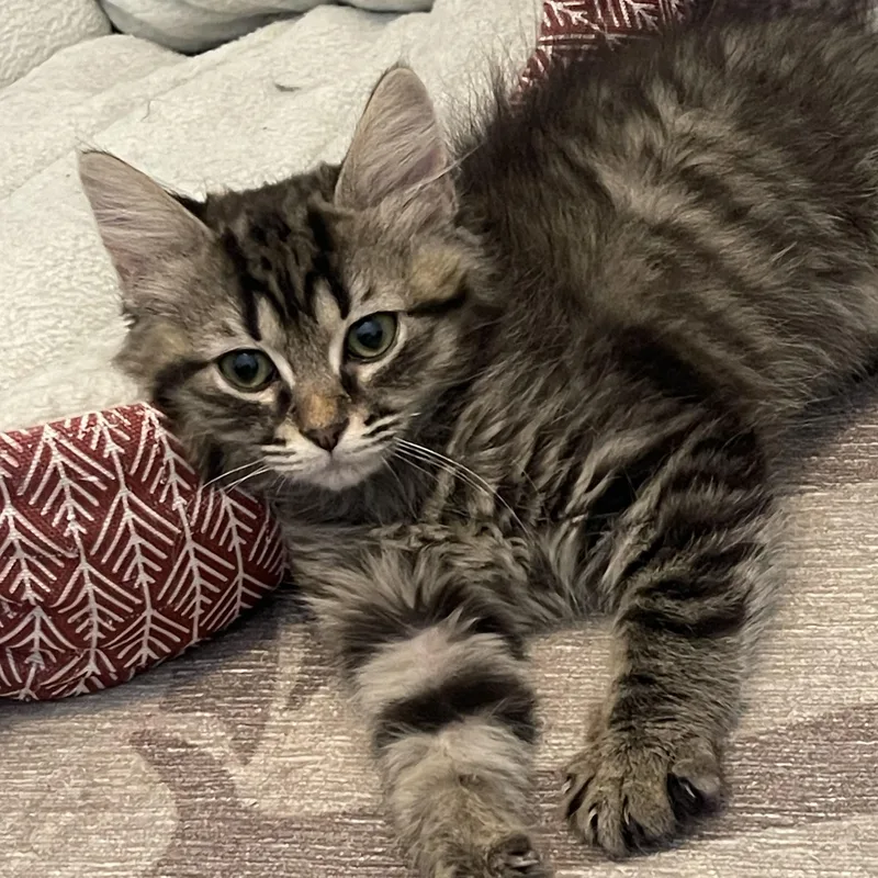A baby medium-sized female Tabby (Gray / Blue / Silver) Domestic Medium Hair cat named Magnolia for adoption in Sanford, NC