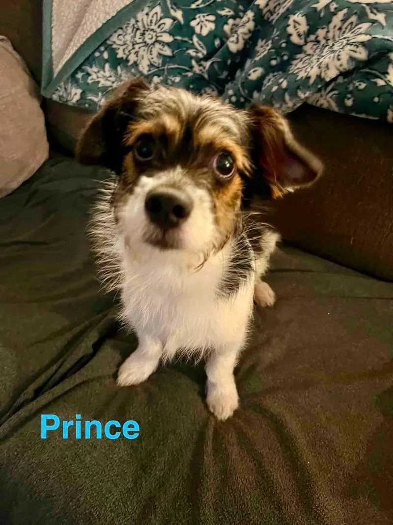 Prince thumbnail 2