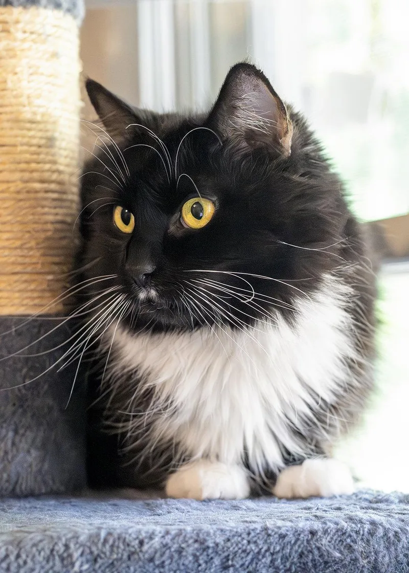 An adult medium-sized female Black & White / Tuxedo Domestic Short Hair cat named Elenor for adoption in Buford, GA