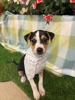 A baby medium-sized male Tricolor (Brown, Black, & White) American Staffordshire Terrier dog named Koopa for adoption in Visalia, CA