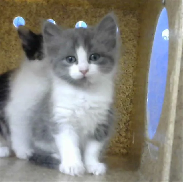 A baby small-sized female Domestic Long Hair cat named Bamboo for adoption in Albuquerque, NM