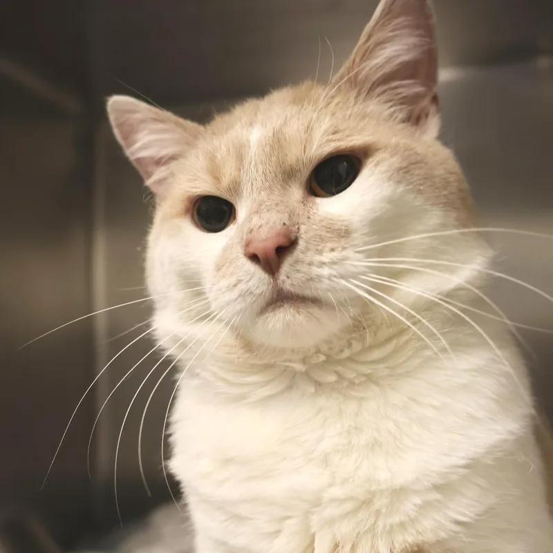 An adult large-sized male White Domestic Short Hair cat named Porkchop for adoption in Briarcliff Manor, NY