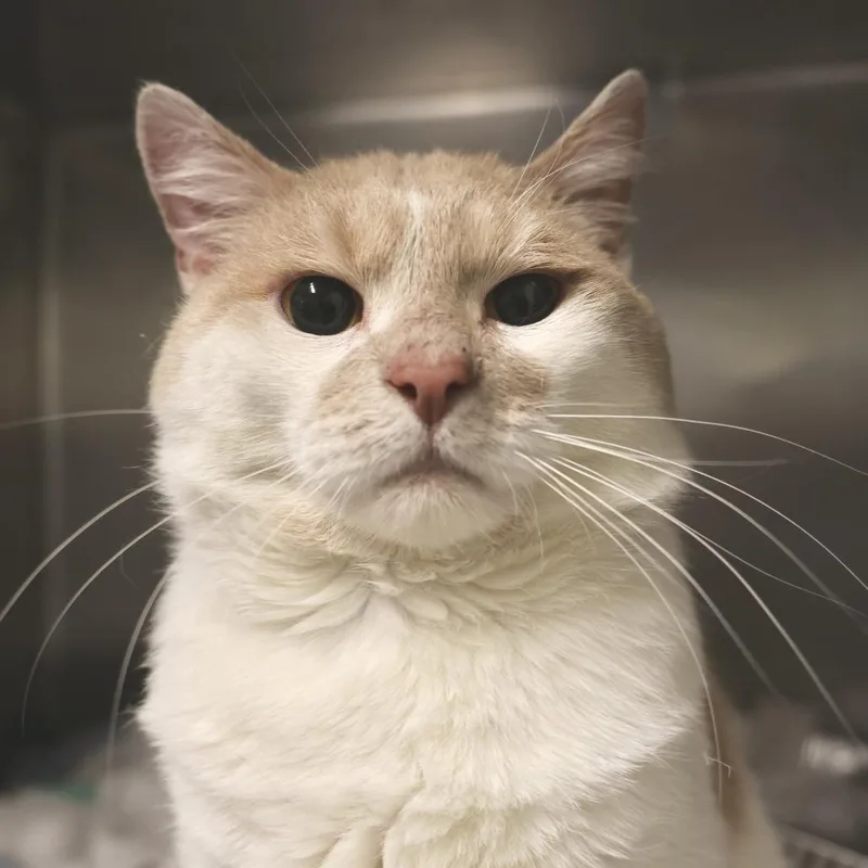 Porkchop thumbnail 2