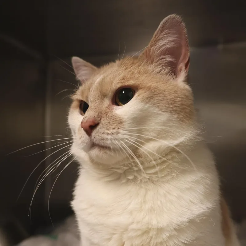 Porkchop thumbnail 3