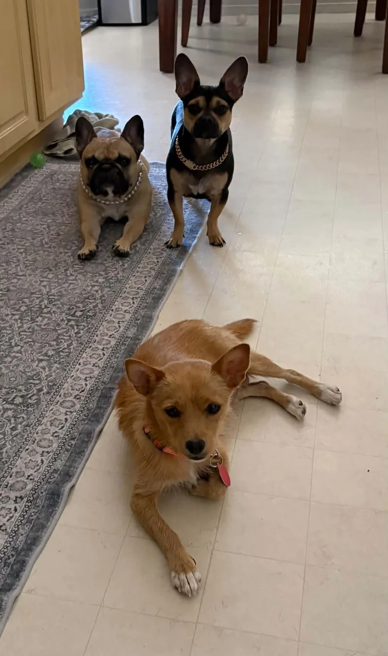 An adult small-sized female Chihuahua dog named Jazdia Dax for adoption in Las Vegas, NV