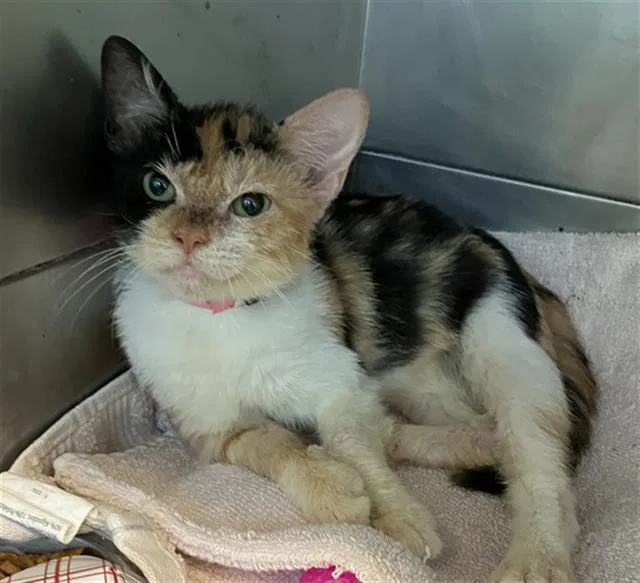 A baby small-sized female Domestic Short Hair cat named Pecan Pie for adoption in Long Beach, CA