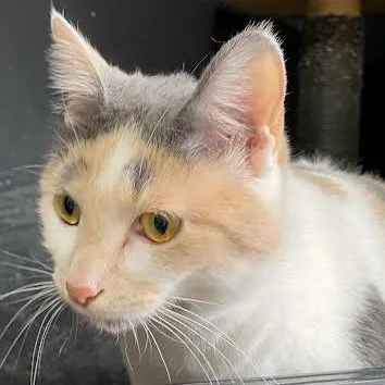 Penelope
