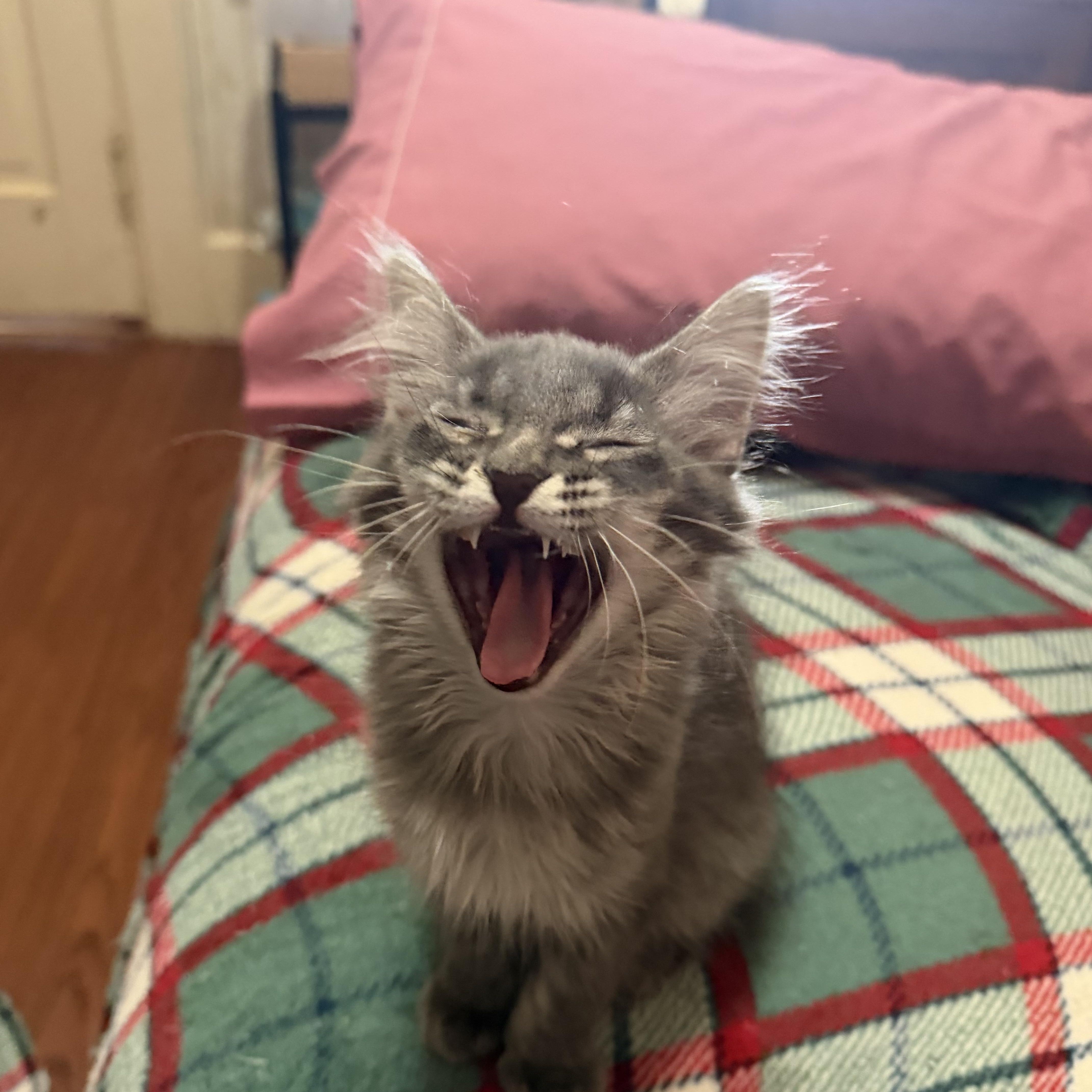 A baby medium-sized female Tabby (Gray / Blue / Silver) Domestic Medium Hair cat named Cookie for adoption in Muncie, IN