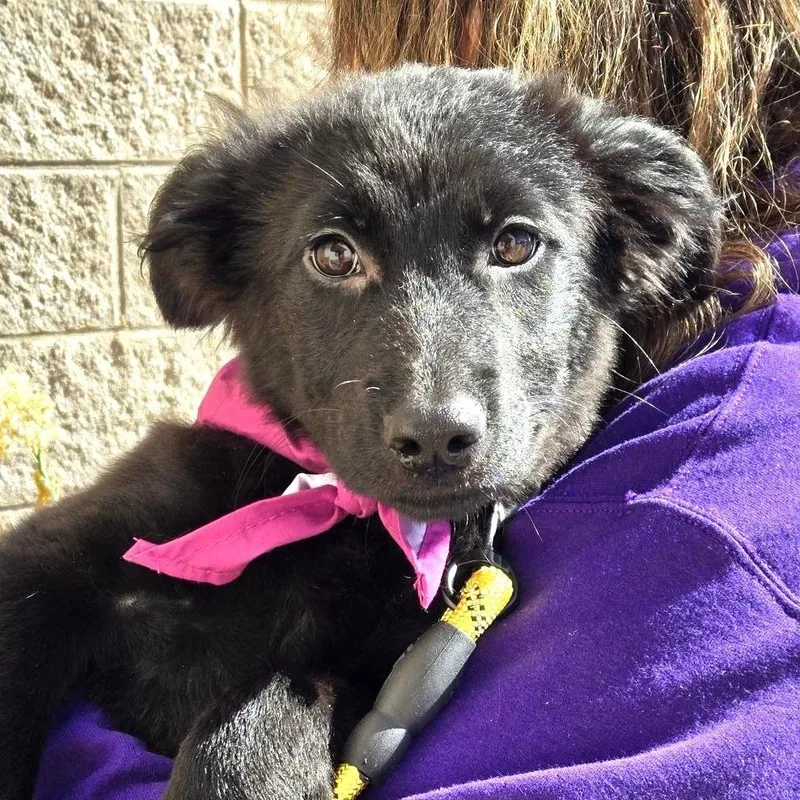 A baby large-sized female German Shepherd Dog dog named Elvira for adoption in Silver Spring, MD