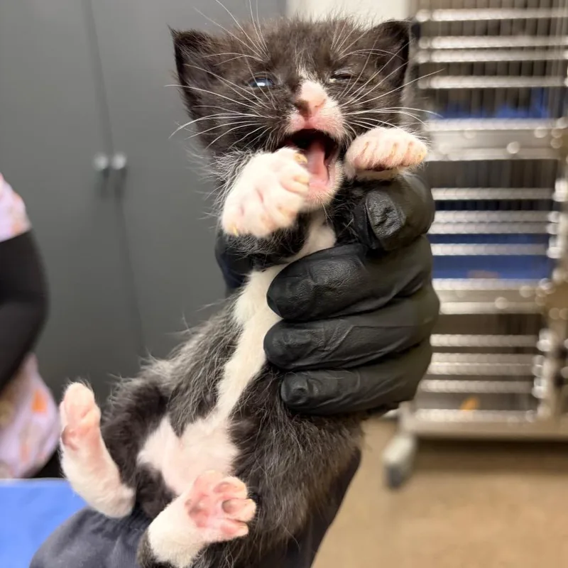 A baby small-sized female Black Domestic Short Hair cat named Natasha for adoption in Keizer, OR