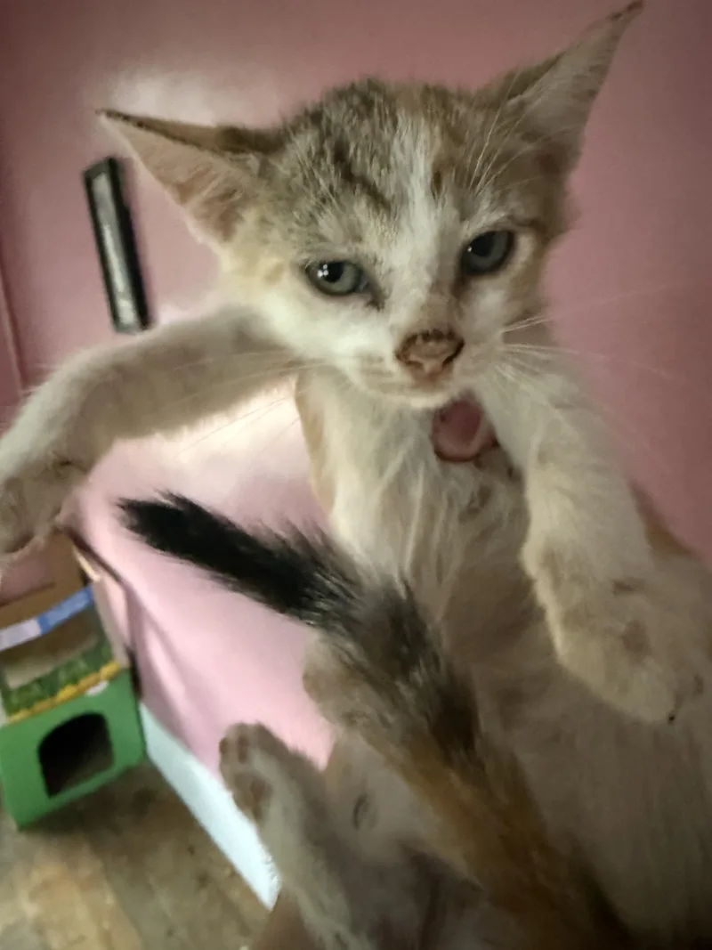 A baby small-sized female Domestic Short Hair cat named Mae for adoption in Bethel Park, PA