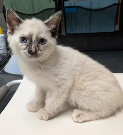 A young small-sized female Domestic Short Hair cat named Bahia for adoption in Missoula, MT