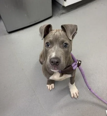 A baby small-sized female Pit Bull Terrier dog named Cheesecake for adoption in Seattle, WA