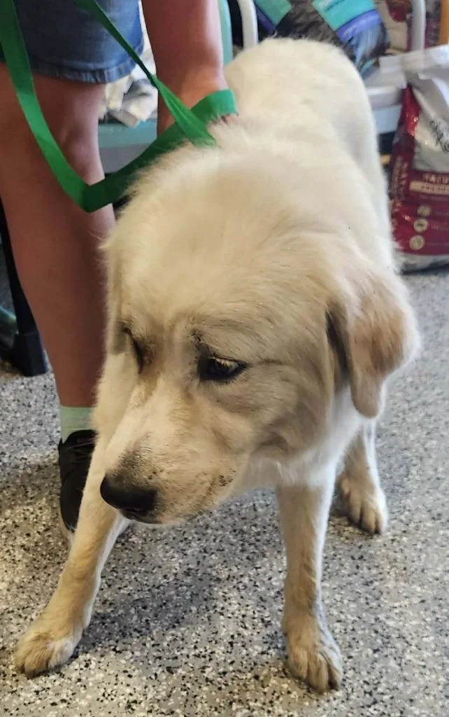 A young large-sized male Great Pyrenees dog named Badger for adoption in Republic, MO