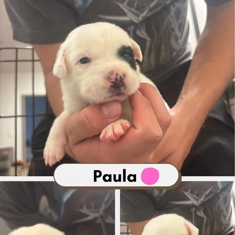 Paula