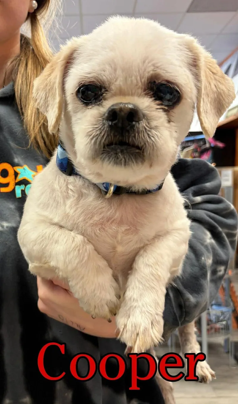A senior small-sized male Yellow / Tan / Blond / Fawn Shih Tzu dog named Cooper for adoption in Hatfield, PA