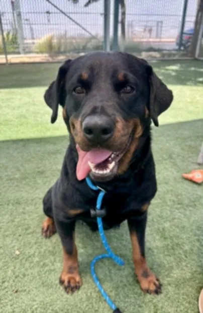 An adult large-sized female Rottweiler dog named Lola for adoption in Chatsworth, CA