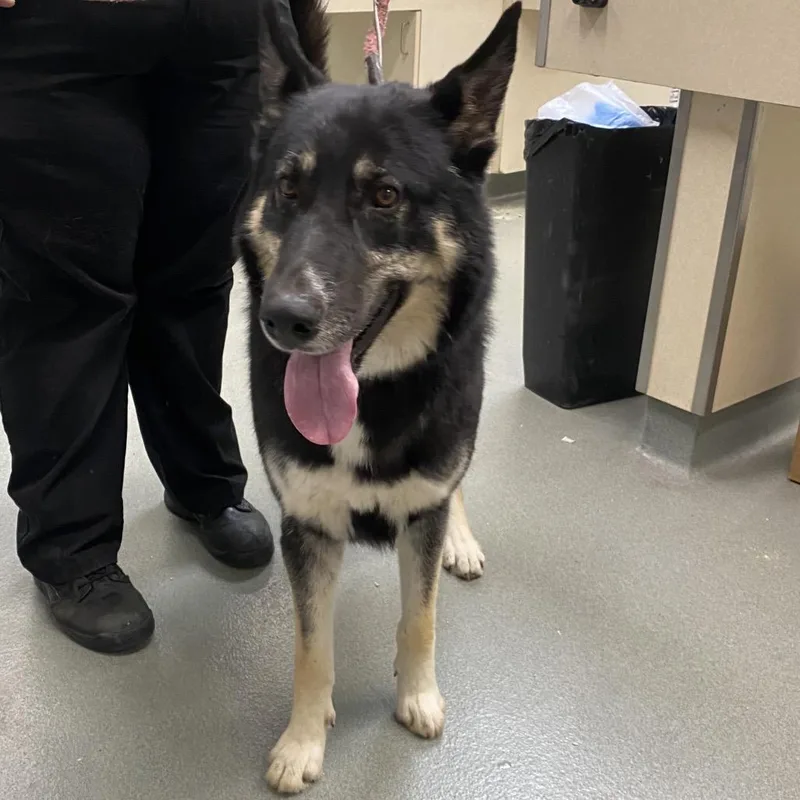 An adult large-sized male Black German Shepherd Dog dog named Peace for adoption in Westminster, CA
