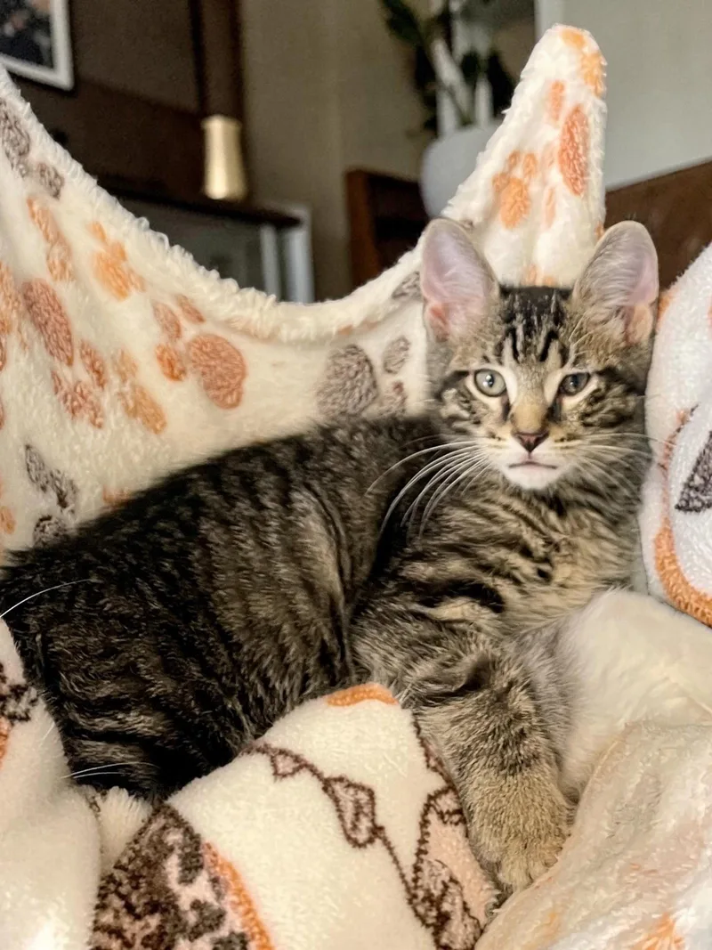 A baby medium-sized male Domestic Short Hair cat named Titus for adoption in Champaign, IL