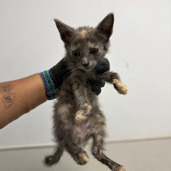 A baby small-sized female Domestic Short Hair cat named Kona for adoption in San Diego, CA