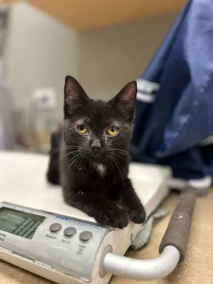 A baby small-sized female Domestic Short Hair cat named Eloise for adoption in Munster, IN