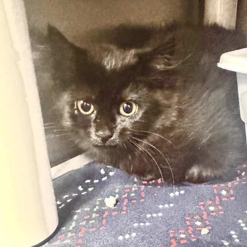 A baby small-sized female Black Domestic Long Hair cat named Pancake for adoption in Marion, VA