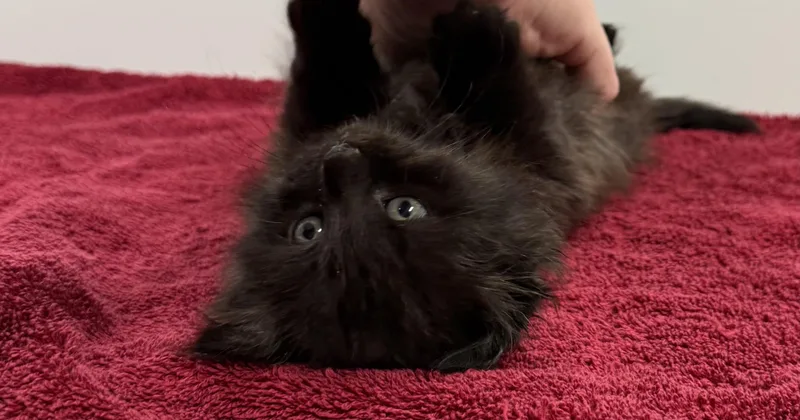 A baby small-sized female Domestic Short Hair cat named Good Luck Bear for adoption in Chico, CA