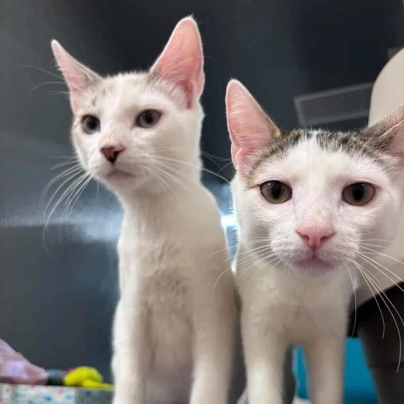 A baby medium-sized female White Domestic Short Hair cat named Irina & Lukas for adoption in Palm Harbor, FL