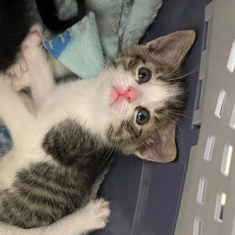 A baby small-sized male Brown / Chocolate Domestic Short Hair cat named Charleston for adoption in Chaska, MN