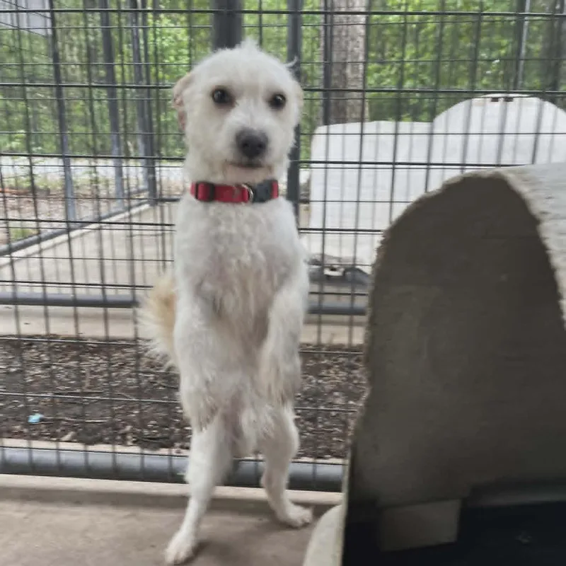 A young small-sized male White / Cream Chihuahua dog named Jovie for adoption in Smithfield, NC