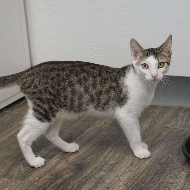 A baby small-sized male Domestic Short Hair cat named Rumi for adoption in Fountain Hills, AZ