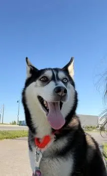 An adult medium-sized female Black Husky dog named Lottie for adoption in Whitestown, IN