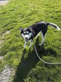 Lottie thumbnail 2