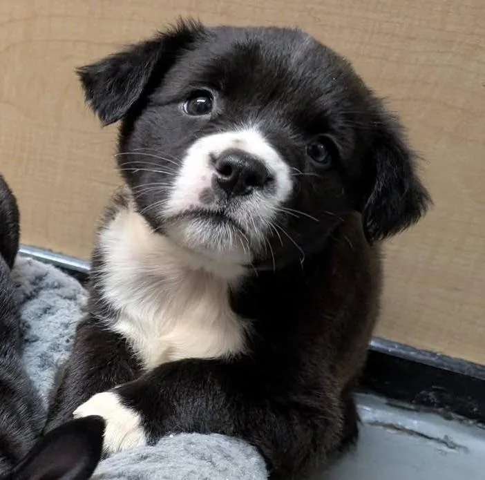 A baby medium-sized female Mixed Breed dog named Amelia for adoption in Warren, MI