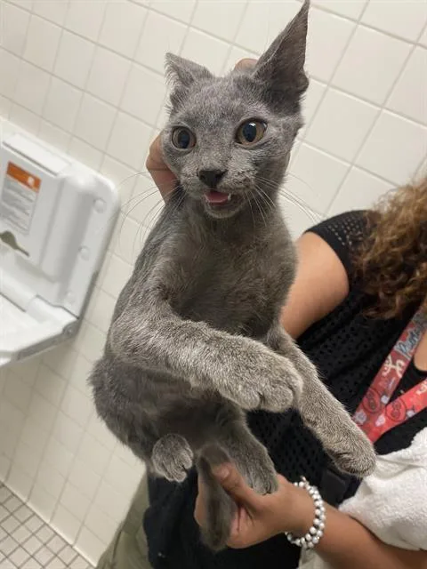 A baby medium-sized female Domestic Short Hair cat named Milly for adoption in Dallas, TX