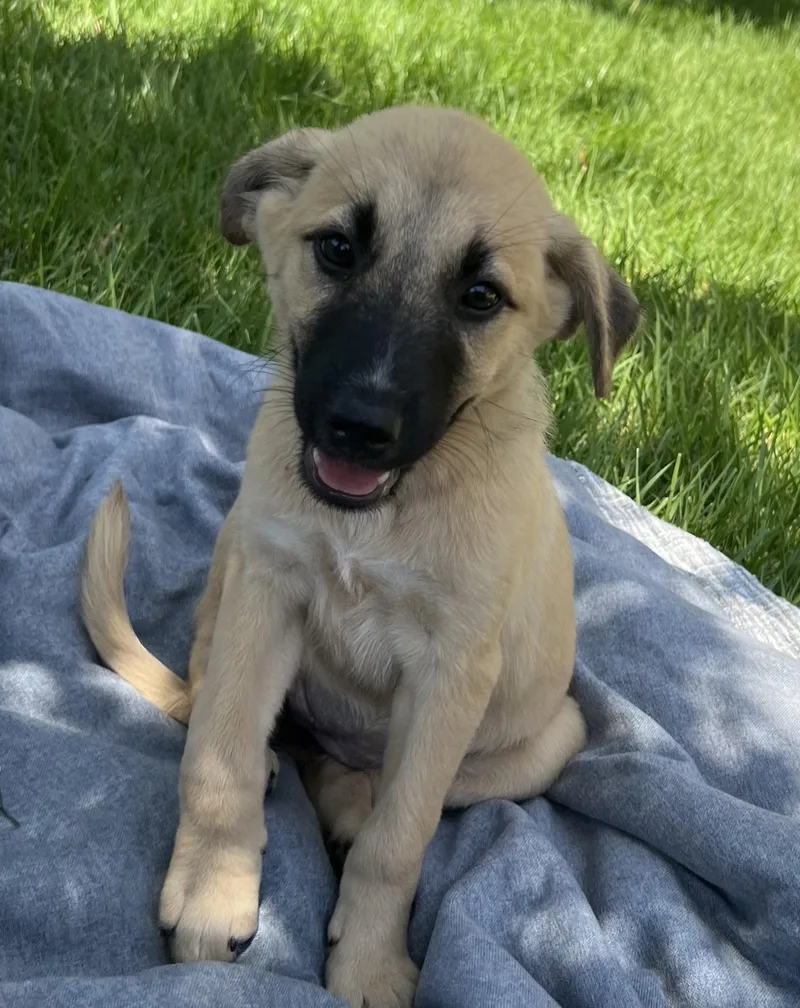Puppy Dixie