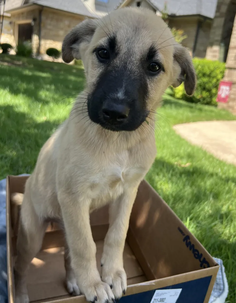 Puppy Dixie thumbnail 2