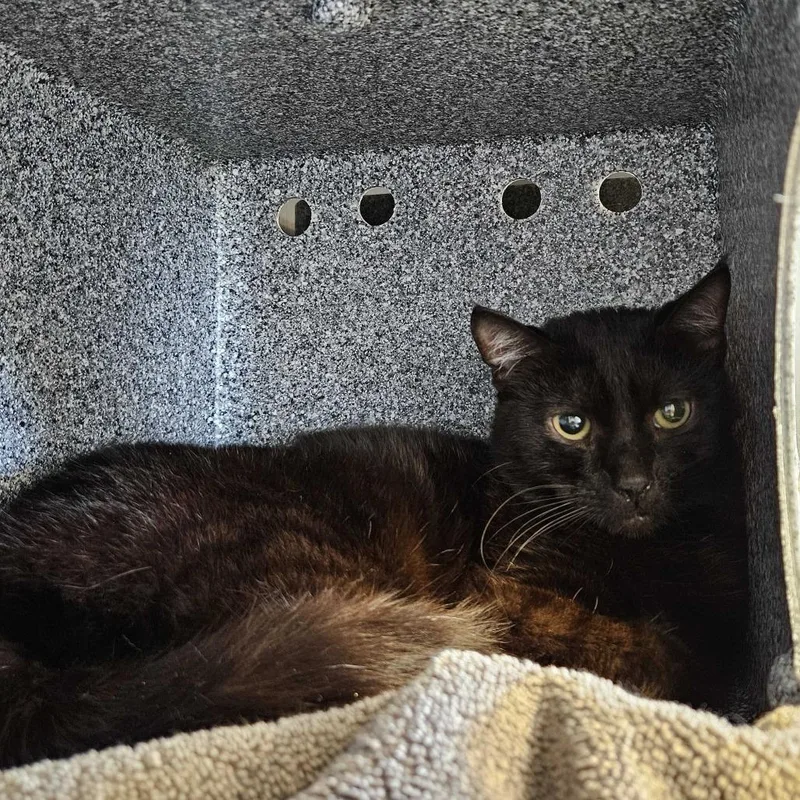 An adult medium-sized male Black Domestic Short Hair cat named Etch for adoption in Dover, NH