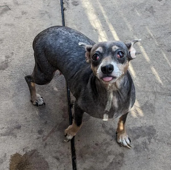 A senior small-sized female Terrier dog named Alcott for adoption in San Diego, CA