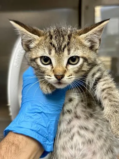 A baby medium-sized male Buff / Tan / Fawn Domestic Short Hair cat named Peri for adoption in Wichita, KS